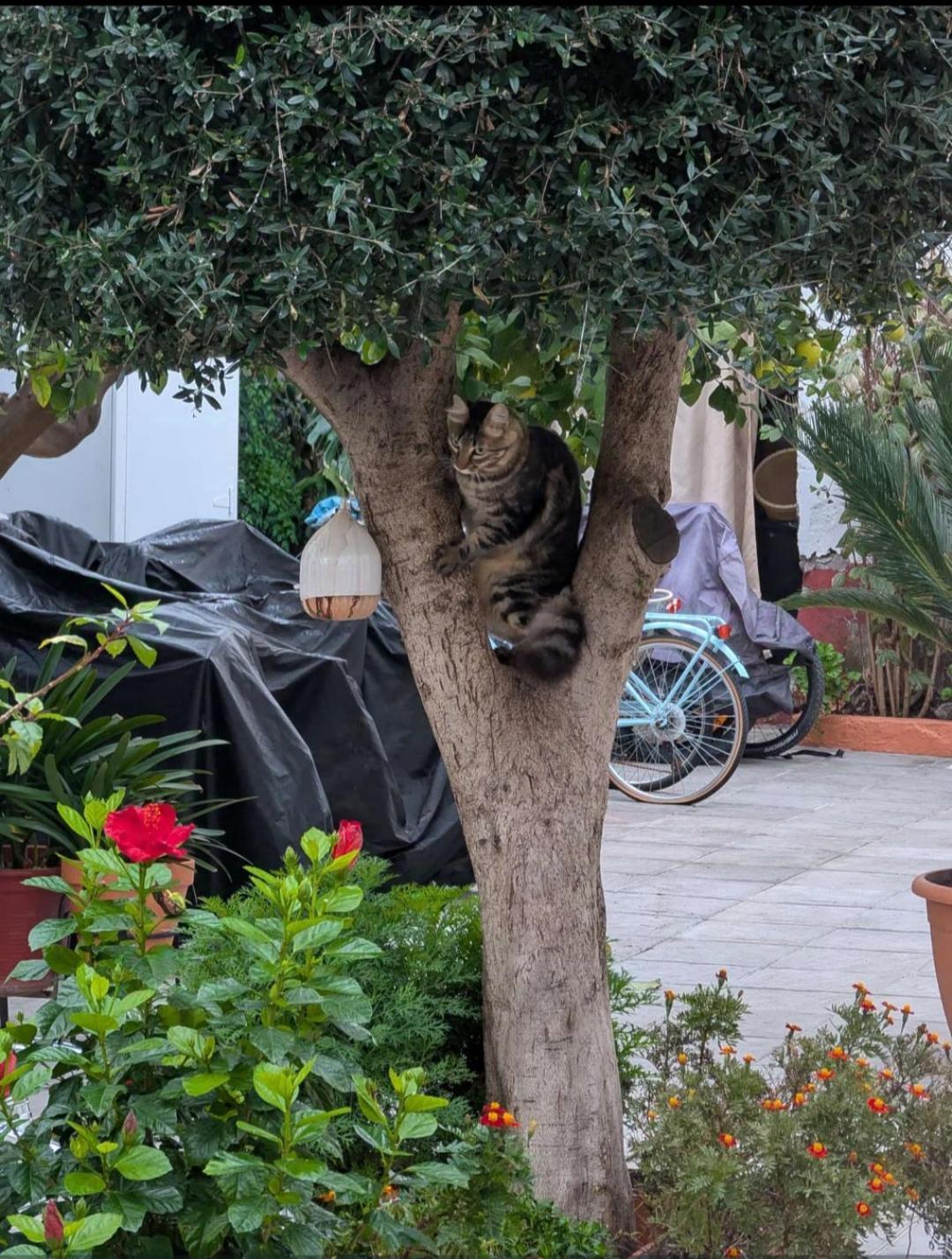 Tipico Y Pintoresco Patio De Vecinos, Con Encanto Sevilla Dış mekan fotoğraf